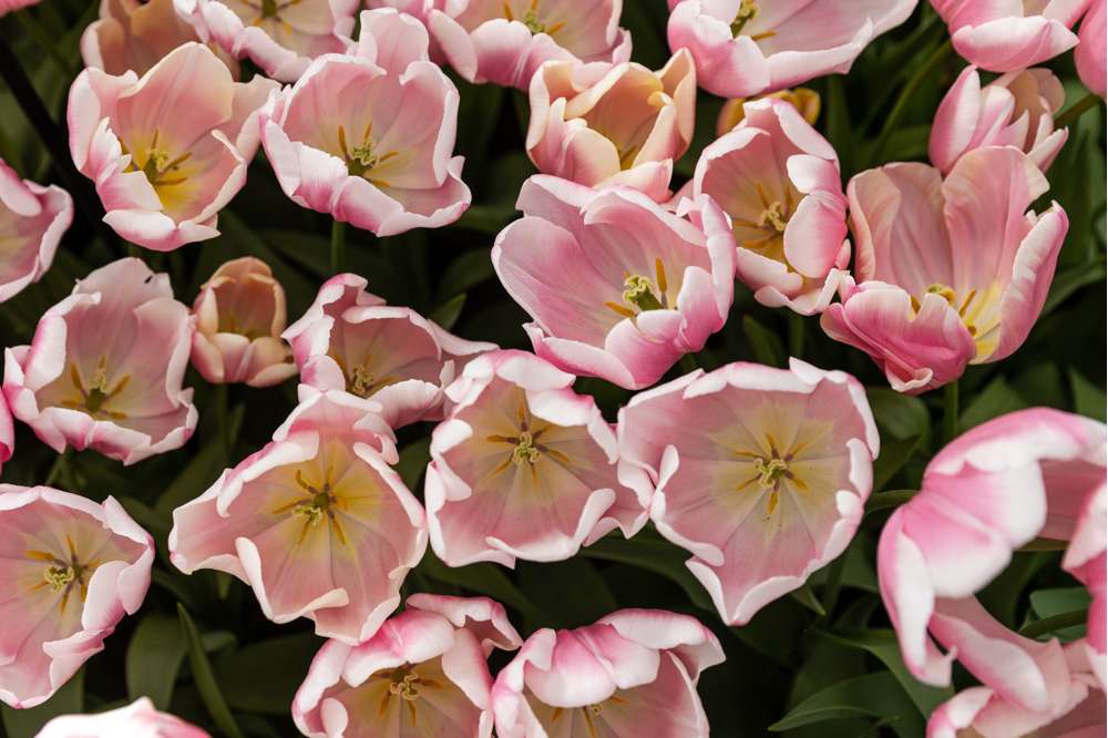 Tulipan 'Mango Charm'